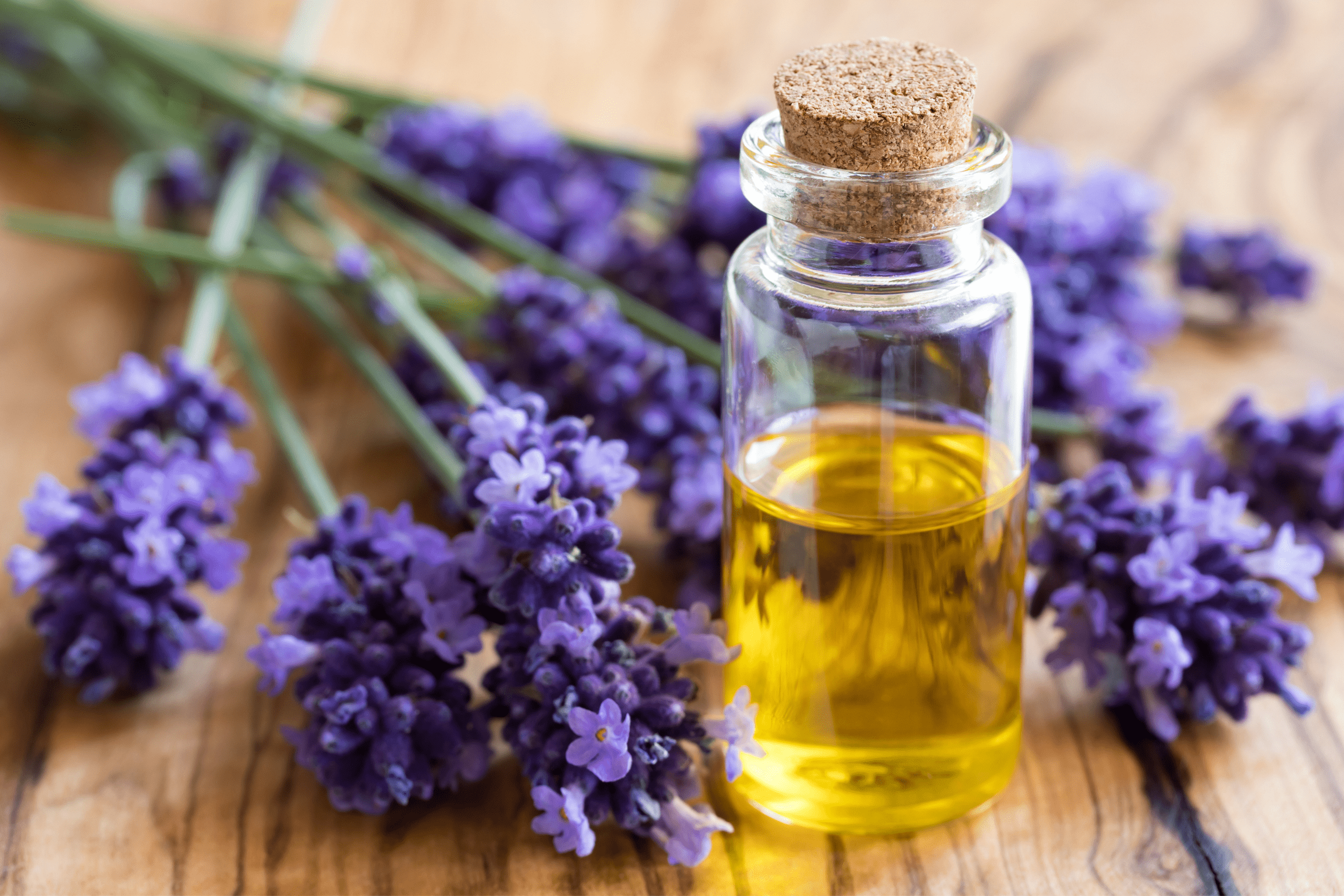Lavender With An Essential Oils Bottle & Cork Lid